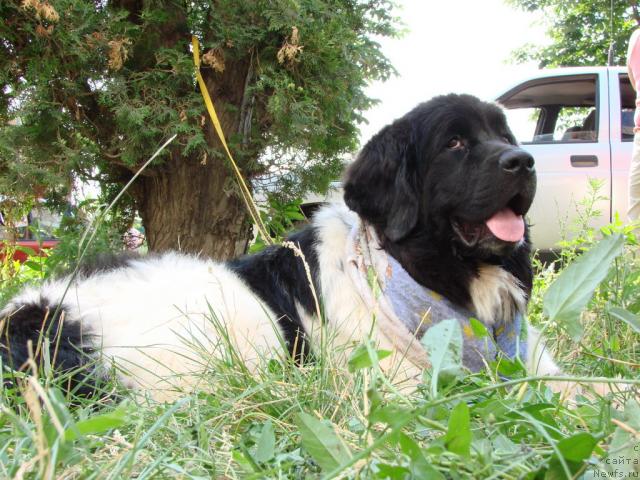 Фото: ньюфаундленд Vesnushka na Shastie (Веснушка на Счастье)