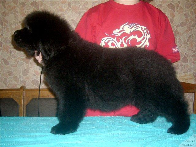 Фото: ньюфаундленд CHernyiy SHarm Alessandro (Черный Шарм Алессандро)