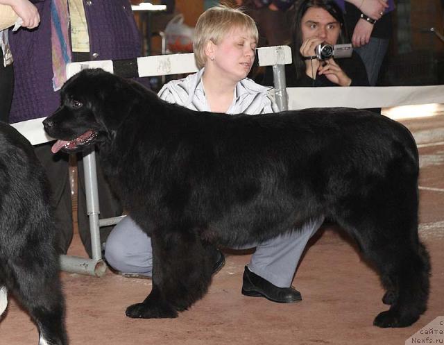 Фото: ньюфаундленд Mag Ispolin Lira Lyubvi (Маг Исполин Лира Любви)