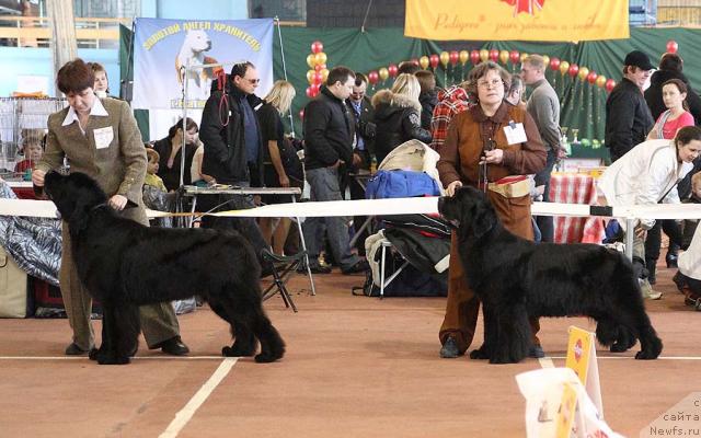 Фото: ньюфаундленд Super Premium Glukoza (Супер Премиум Глюкоза), ньюфаундленд Efrosin'ya iz Carstva Medvedey (Ефросинья из Царства Медведей)