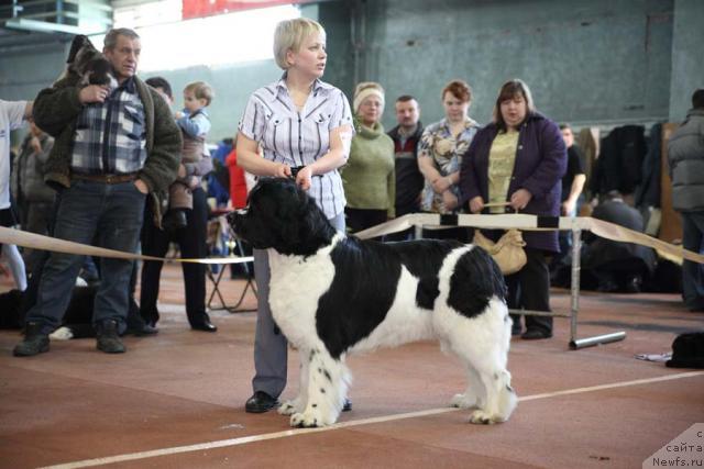 Фото: ньюфаундленд Mag Ispolin Infanta (Маг Исполин Инфанта)