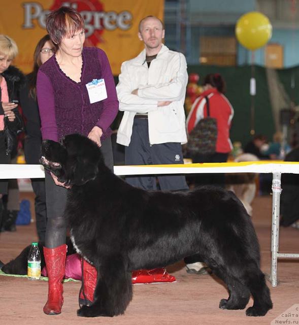 Фото: ньюфаундленд Black Diamond Agidel ot Potapa Patricia (Блэк Диамонд Агидель от Потапа Патриция)