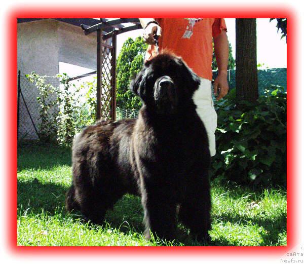 Фото: ньюфаундленд Tala Bear's in the Teethofyou