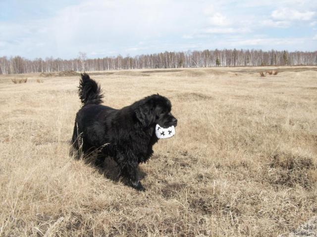 Фото: ньюфаундленд Yarada iz Sibirskoy Glubinki (Ярада из Сибирской Глубинки)