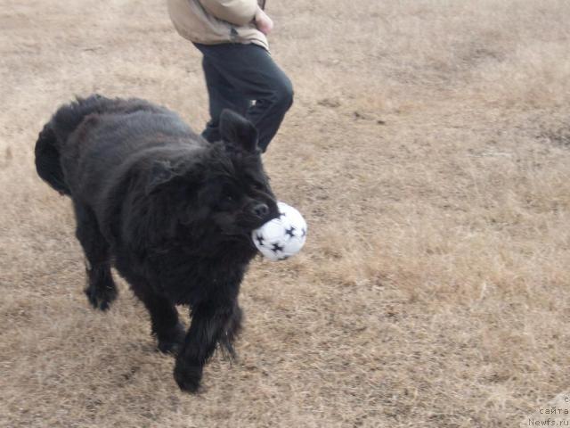 Фото: ньюфаундленд Yarada iz Sibirskoy Glubinki (Ярада из Сибирской Глубинки)