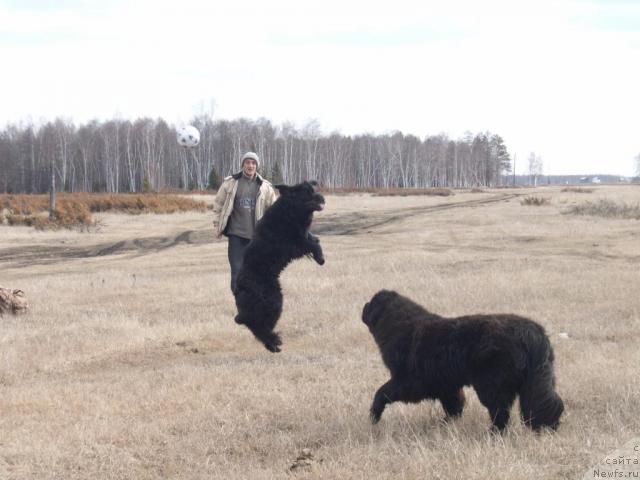 Фото: ньюфаундленд Yarada iz Sibirskoy Glubinki (Ярада из Сибирской Глубинки)