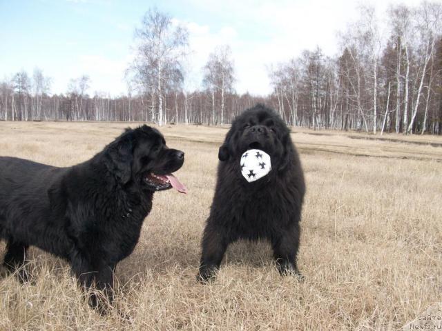 Фото: ньюфаундленд Karat iz Medvejyego Yara (Карат из Медвежьего Яра)