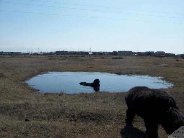 Фото: ньюфаундленд Yarada iz Sibirskoy Glubinki (Ярада из Сибирской Глубинки)