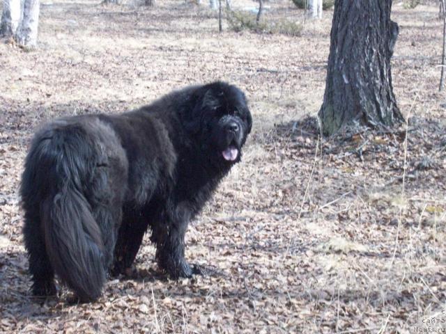 Фото: ньюфаундленд Karat iz Medvejyego Yara (Карат из Медвежьего Яра)