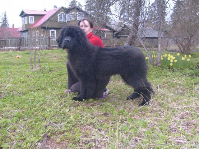 Фото: ньюфаундленд Aquatoriya Kelvin Kilimandzharo (Акватория Келвин Килиманджаро), Oksana Volkova (Оксана Волкова)
