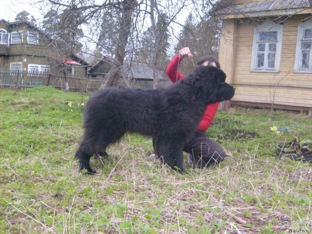 Фото: ньюфаундленд Aquatoriya Kelvin Kilimandzharo (Акватория Келвин Килиманджаро)