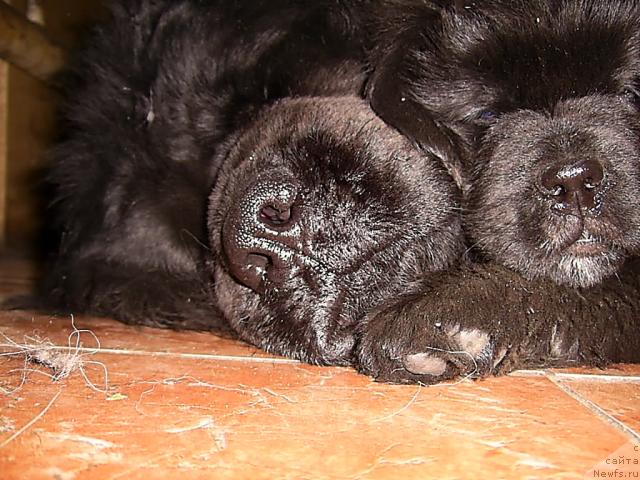 Фото: ньюфаундленд Lesnaya Skazka Ruslana (Лесная Сказка Руслана), СУПЕР ПРЕМИУМ ЖАНИ МОНИК