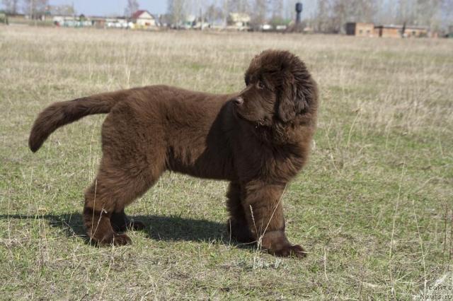 Фото: ньюфаундленд Ispolin iz Carstva Medvedey (Исполин из Царства Медведей)