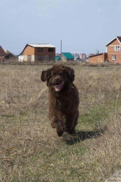 Фото: ньюфаундленд Ispolin iz Carstva Medvedey (Исполин из Царства Медведей)