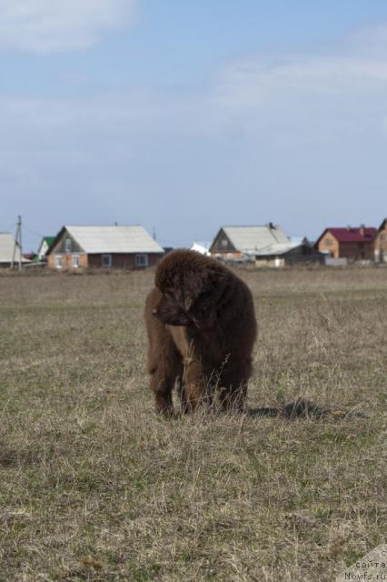 Фото: ньюфаундленд Ispolin iz Carstva Medvedey (Исполин из Царства Медведей)