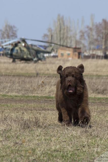 Фото: ньюфаундленд Ispolin iz Carstva Medvedey (Исполин из Царства Медведей)