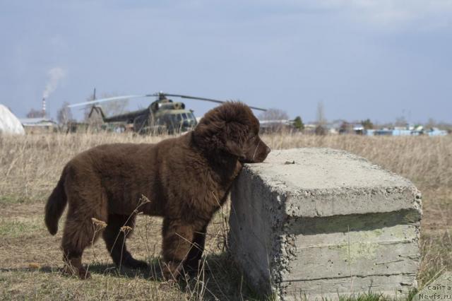 Фото: ньюфаундленд Ispolin iz Carstva Medvedey (Исполин из Царства Медведей)
