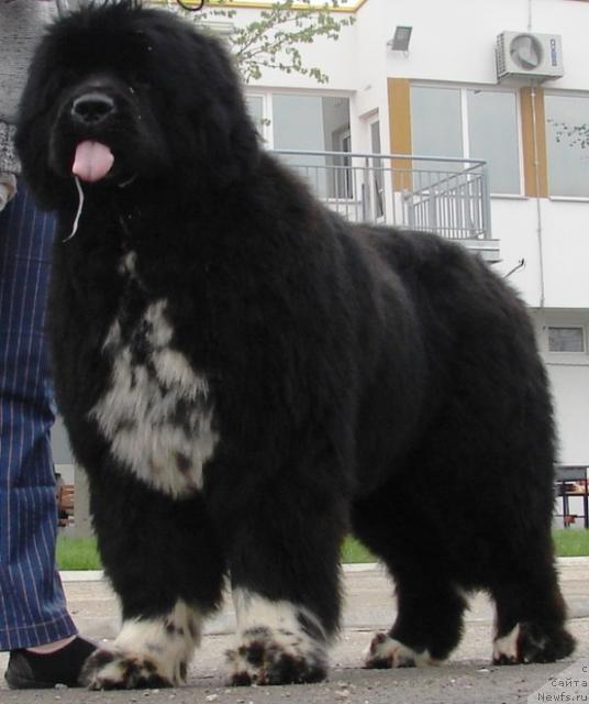 Фото: ньюфаундленд Masterpiece of  Balkan Atlant