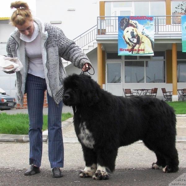 Фото: ньюфаундленд Masterpiece of  Balkan Atlant