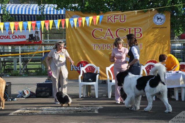 Фото: ньюфаундленд Lord Luxemburg Ayular iz Tihogo Omuta (Лорд Люксембург Аюлар из Тихого Омута), Katerinka Klassen (Катеринка Классен)