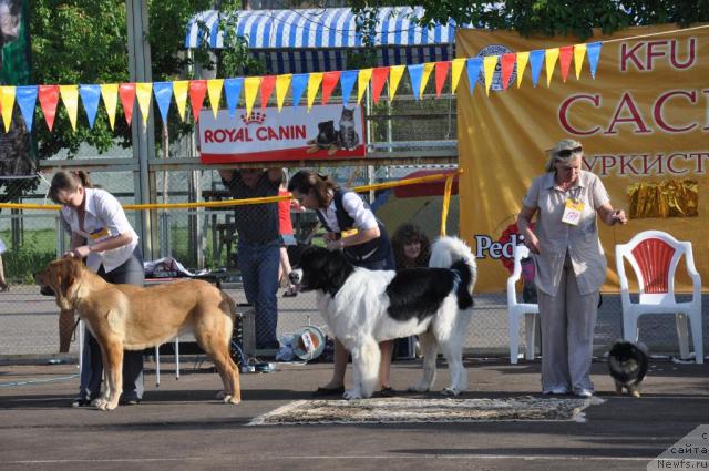 Фото: ньюфаундленд Lord Luxemburg Ayular iz Tihogo Omuta (Лорд Люксембург Аюлар из Тихого Омута), Katerinka Klassen (Катеринка Классен)