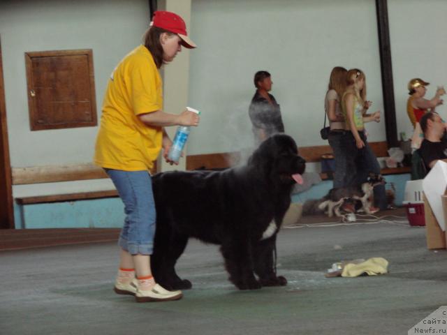 Фото: ньюфаундленд Super Bizon Antaliya (Супер Бизон Анталия), Nataliya Snigireva (Наталия Снигирева)