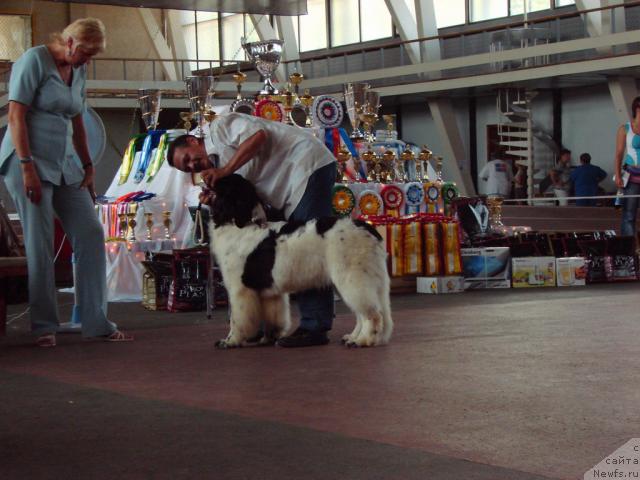Фото: ньюфаундленд Super Bizon Baton (Супер Бизон Батон), Sergey Seleznev (Сергей Селезнев)