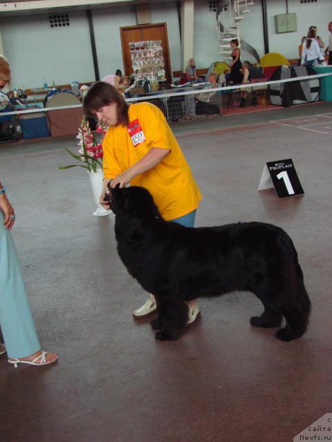 Фото: ньюфаундленд Super Bizon Antaliya (Супер Бизон Анталия), Nataliya Snigireva (Наталия Снигирева)
