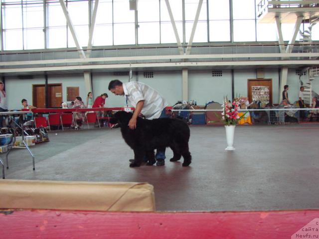 Фото: ньюфаундленд Lesnaya Skazka Ruslana (Лесная Сказка Руслана), Sergey Seleznev (Сергей Селезнев)