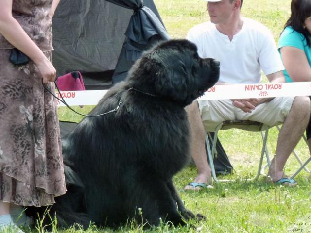 Фото: ньюфаундленд Aquatoriya Kelvin Zolotoy Medved (Акватория Келвин Золотой Медведь)