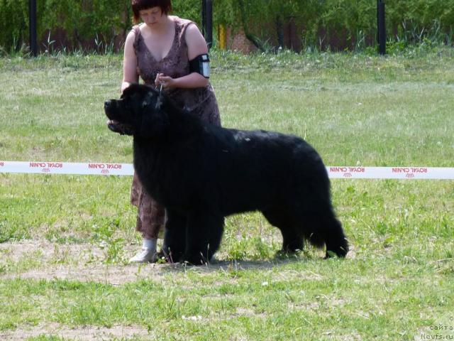 Фото: ньюфаундленд Aquatoriya Kelvin Zolotoy Medved (Акватория Келвин Золотой Медведь)