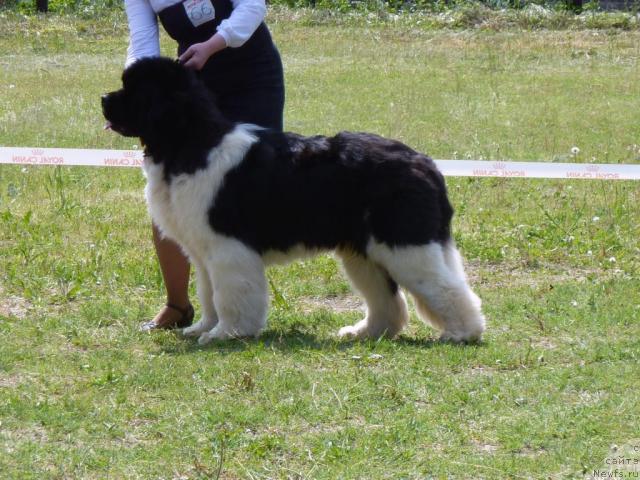 Фото: ньюфаундленд Chatkantarra Taro