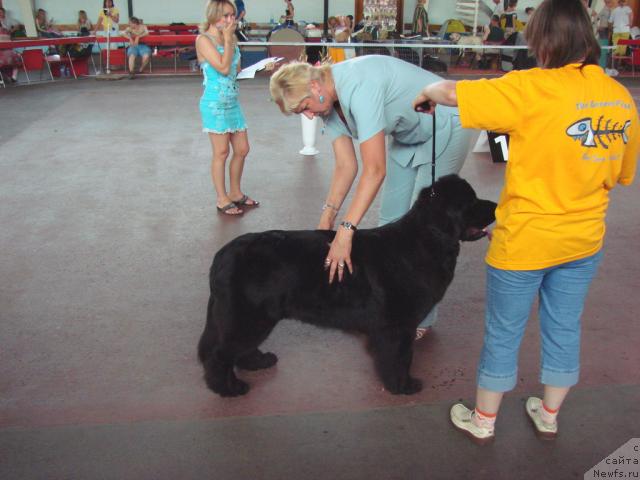 Фото: ньюфаундленд Super Bizon Antaliya (Супер Бизон Анталия), Nataliya Snigireva (Наталия Снигирева)
