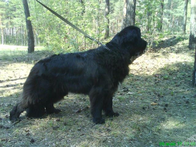 Фото: ньюфаундленд Smigar Nensi Neprevzoydennaya (Смигар Ненси Непревзойденная)