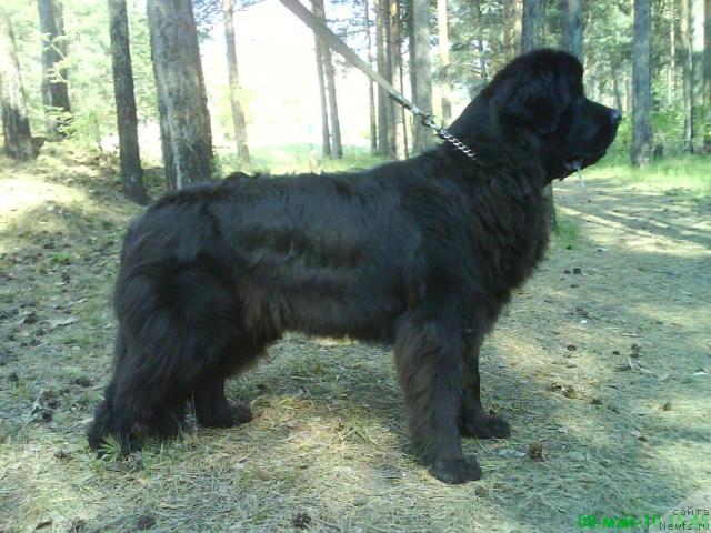 Фото: ньюфаундленд Smigar Nensi Neprevzoydennaya (Смигар Ненси Непревзойденная)