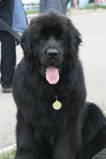 Фото: ньюфаундленд Infant Korolevyi Bodi Silk (Инфант Королевы Боди Силк)