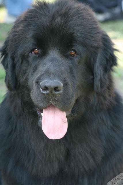 Фото: ньюфаундленд Infant Korolevyi Bodi Silk (Инфант Королевы Боди Силк)