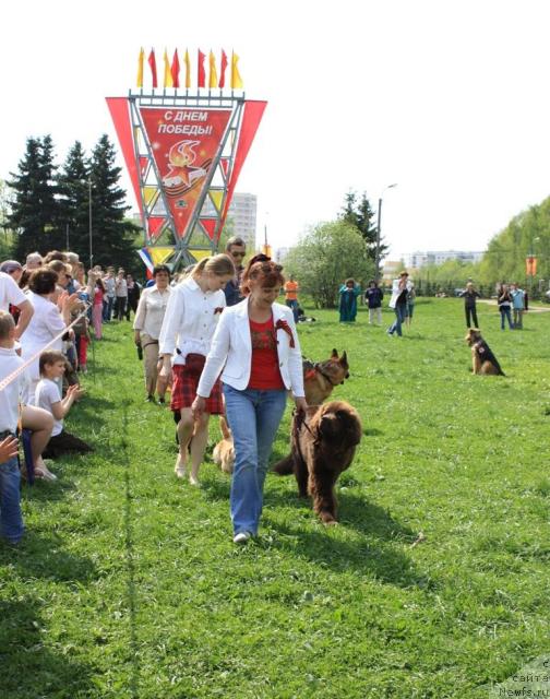 Фото: Участники показательных выступлений, ньюфаундленд Chernyi Sharm Angel'skaya Krasota (Черный Шарм Ангельская Красота)