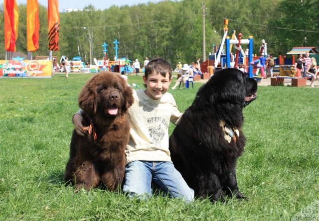 Фото: ньюфаундленд Chernyi Sharm Angel'skaya Krasota (Черный Шарм Ангельская Красота), ньюфаундленд CHansi iz Zolotogo Treugol'nika (Чанси из Золотого Треугольника)