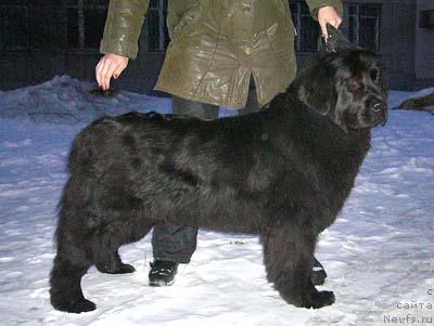 Фото: ньюфаундленд Obush SHed CHarleya (Обуш Шед Чарлея)