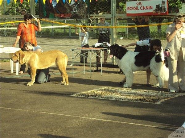 Фото: ньюфаундленд Lord Luxemburg Ayular iz Tihogo Omuta (Лорд Люксембург Аюлар из Тихого Омута)