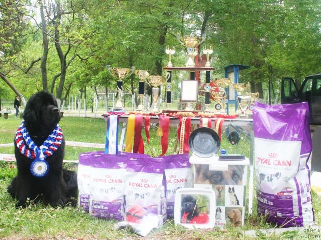 Фото: ньюфаундленд Begushaya po Volnam Vam I Ne Snilos (Бегущая по Волнам Вам и не Снилось)