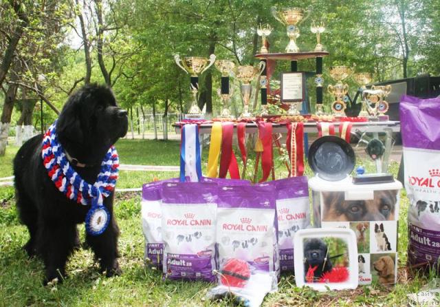 Фото: ньюфаундленд Begushaya po Volnam Vam I Ne Snilos (Бегущая по Волнам Вам и не Снилось)