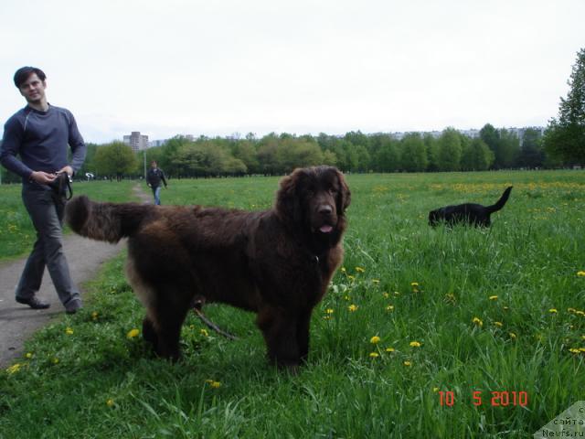 Фото: ньюфаундленд Odna na Million (Одна на Миллион)