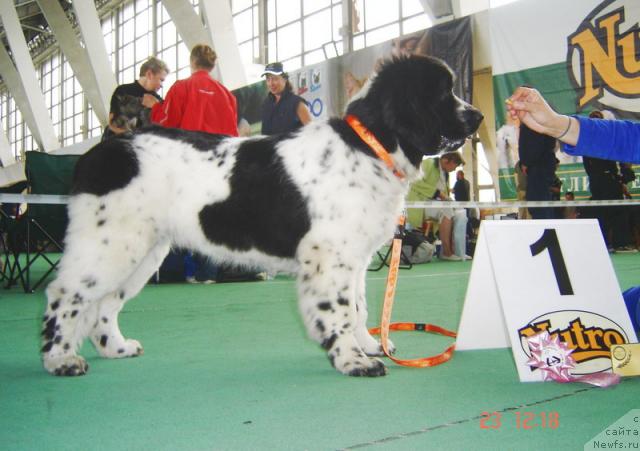 Фото: ньюфаундленд Mag Ispolin Carte Blanche for Piternyuf (Маг Исполин Карте Бланч фор Питерньюф)