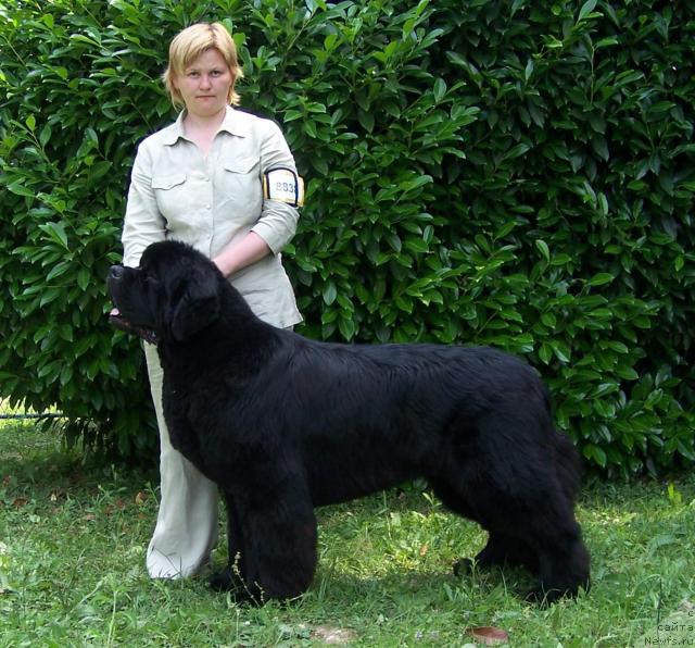 Фото: ньюфаундленд King of Helluland Viking, Tat'yana Abutova (Татьяна Абутова)