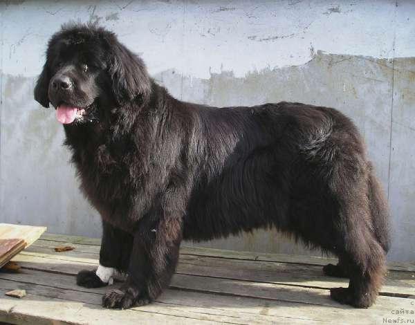 Фото: ньюфаундленд Obush SHed CHarleya (Обуш Шед Чарлея)