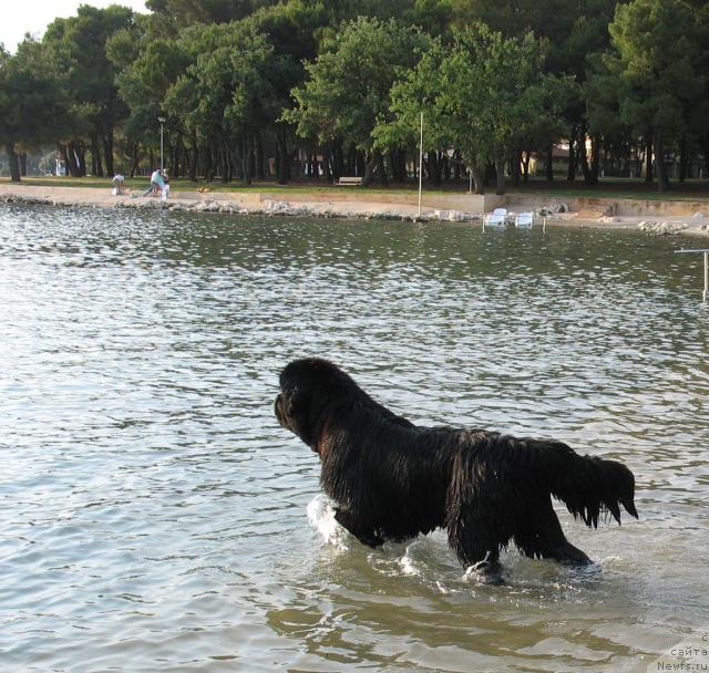 Фото: ньюфаундленд King of Helluland Viking