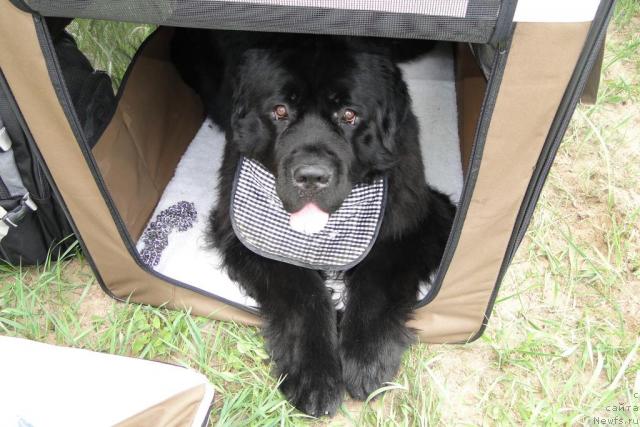 Фото: ньюфаундленд Pchiolkin Dom Veniamin (Пчёлкин Дом Вениамин)