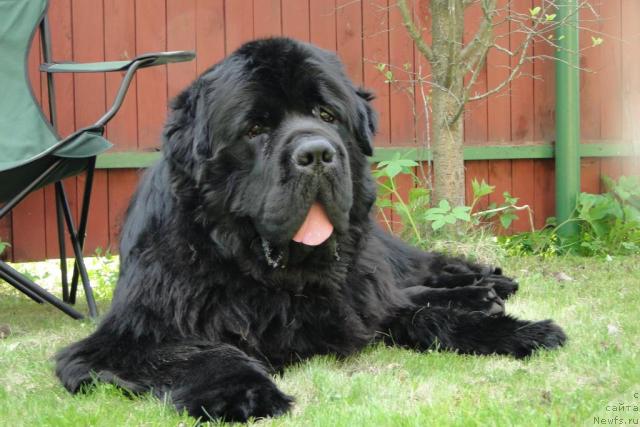 Фото: ньюфаундленд Pchiolkin Dom Veniamin (Пчёлкин Дом Вениамин)